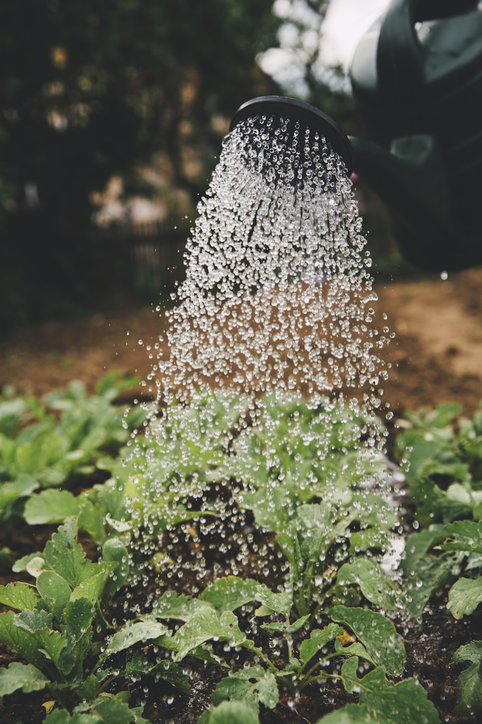 garden maintenance services