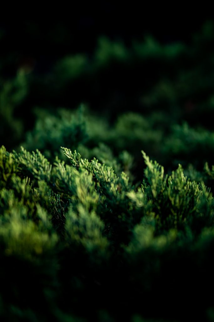 hedges and pruning